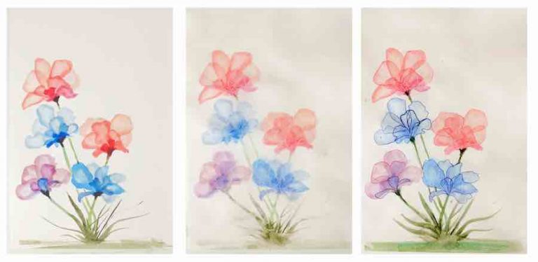 amapolas con transparencia