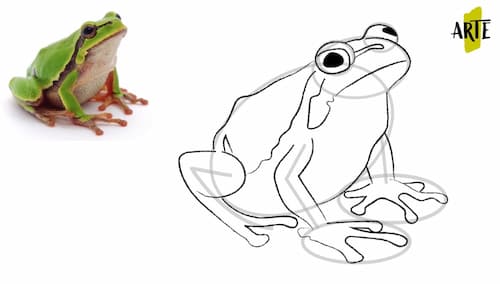 Drawing a frog step by step