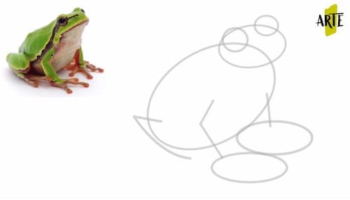 Drawing a frog step by step