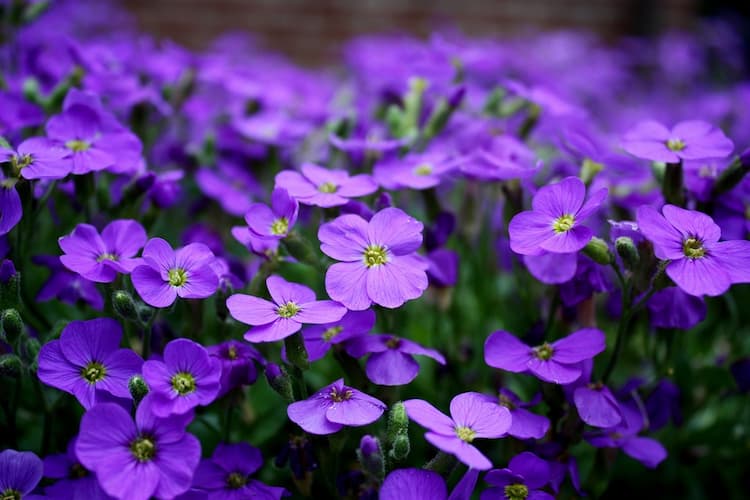 Color Violeta de cobalto