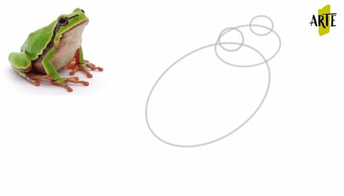 Steps to draw a frog