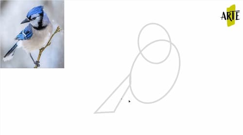 how to draw birds step by step