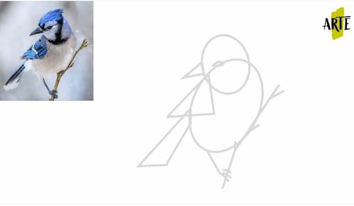 how to draw birds