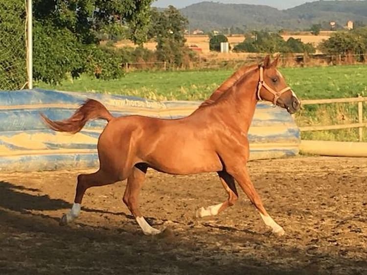 como dibujar un caballo paso a paso