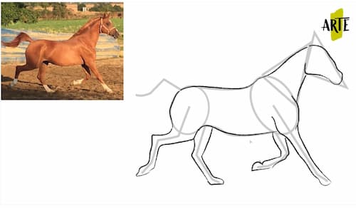 drawing a horse step by step