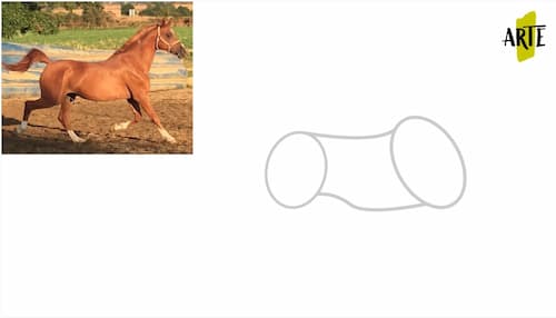 drawing a horse step by step